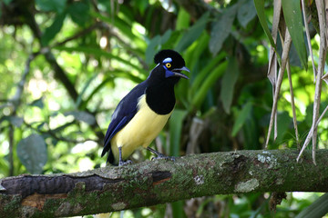 oiseau