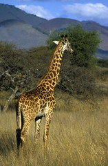 giraffe and mountains