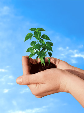 plant in hand