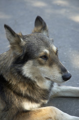 dog on the street