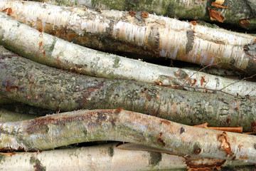 birch bark background