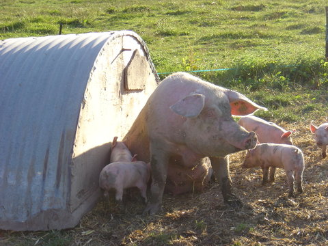 famille cochon