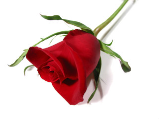 red rose white background