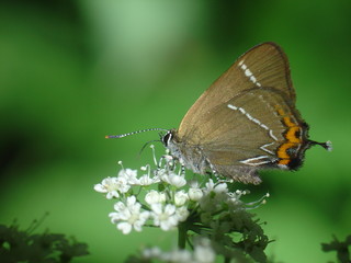 hairstreak