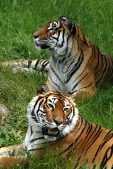 couple de tigre