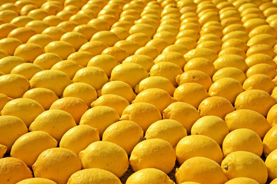 rows of lemons