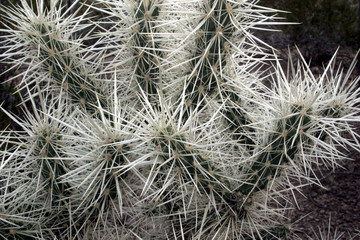 cactus bush