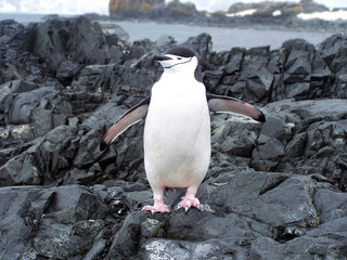 chinstrap penguin © Grigory Kubatyan