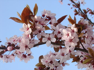 peach flowers