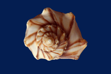 sea shell view