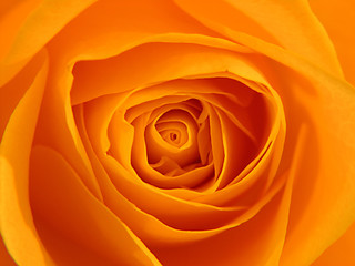 Obraz premium orange rose