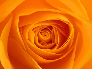 Crédence de cuisine en verre imprimé Roses orange rose