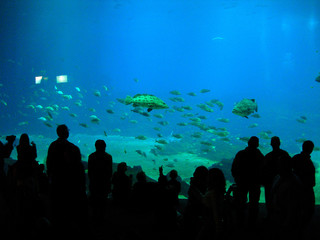 aquarium in atlanta