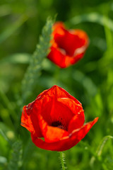 coquelicot