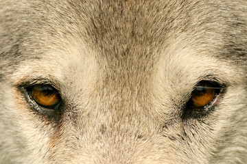 eye to eye with wolves