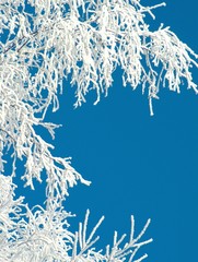 Obraz premium winter lace