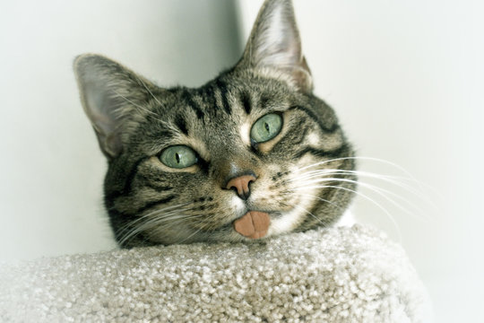 smarty cat