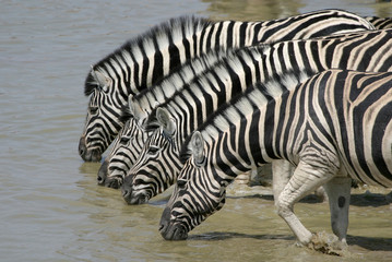 Fototapeta na wymiar pitnej zebry