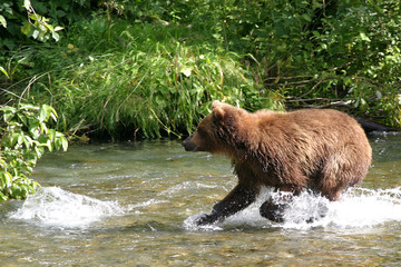 Naklejka na ściany i meble grizzly bear fishing