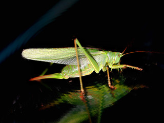 sauterelle verte