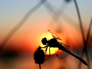 libellule en contre jour © Philippe LERIDON