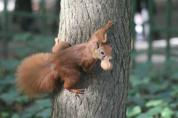 Kissenbezug Eichhörnchen © Jakub Mackowiak