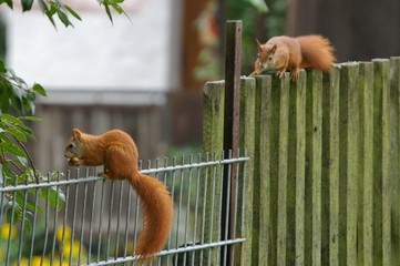 eichhörnchen