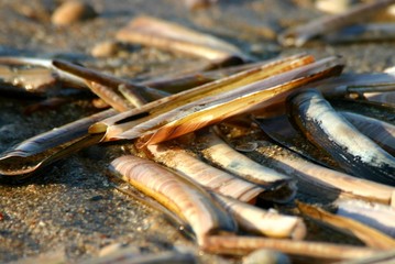 shells