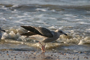 seagull