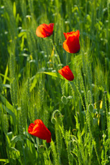 coquelicots dans champ