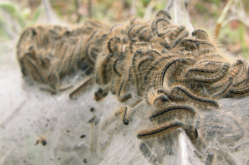 silk larva