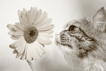 cat and flower - 401576