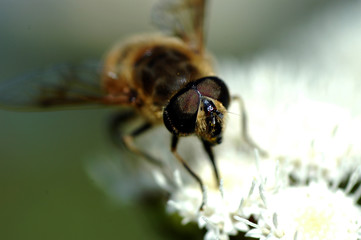 bee in a flower
