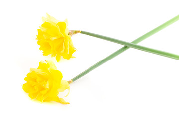 two daffodils on white background