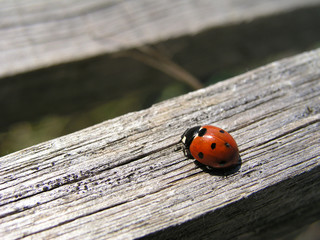 lady bird