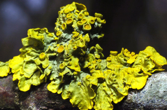 lichens 2