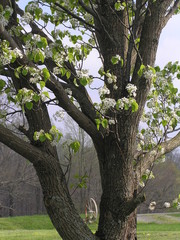 Fototapeta premium spring begainings