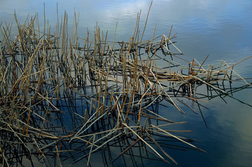 blue reeds