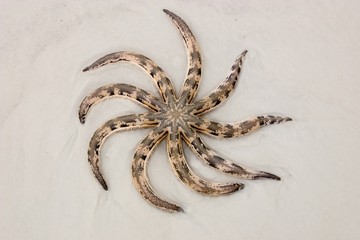 star fish on thai beach