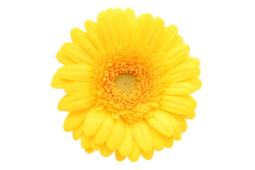 gerbera daisy