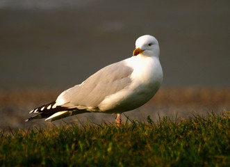 herring gull in sunlight