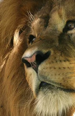 Photo sur Plexiglas Afrique du Sud lion