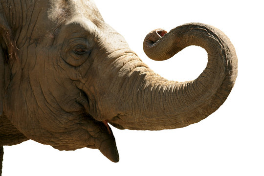 elephant head isolated