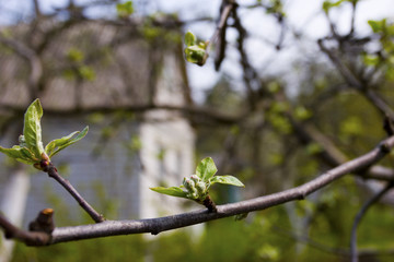 spring in the garden