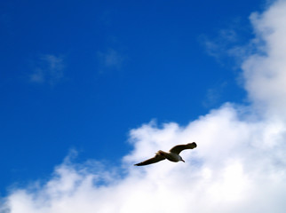 Fototapeta premium in flight