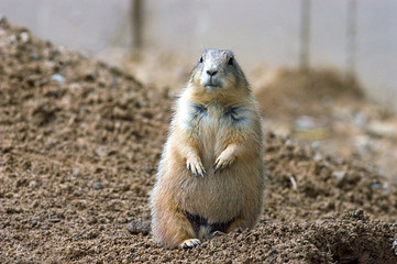 prairie dog on guard