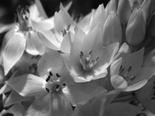 Fototapeta na wymiar opalizujące kwiaty 2