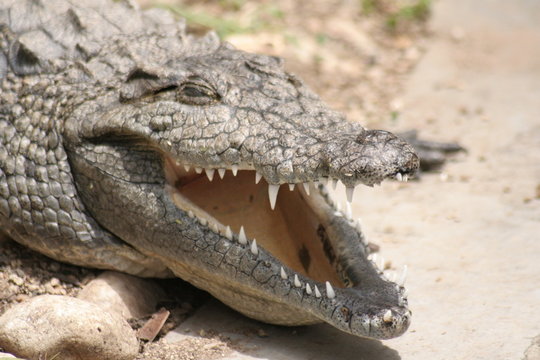 crocodile