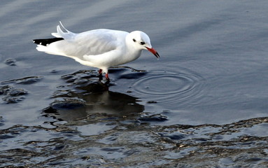 mouette furetant