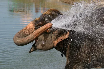 Poster elephant washing © Melissa Schalke